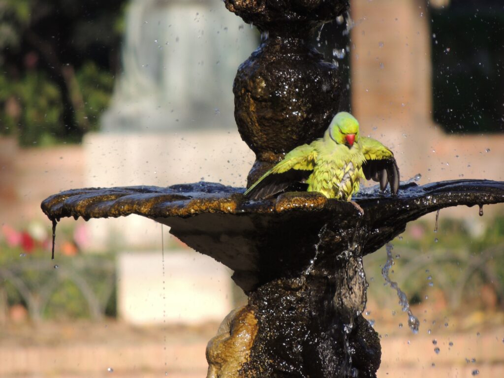 Grüner Sittich mit gespreizten Flügeln beim Baden auf einem plätschernden Steinbrunnen im Garten.