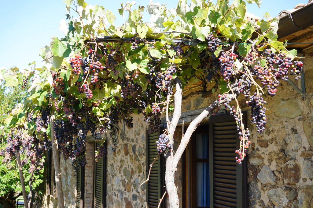 Rustikales Steinhaus mit hölzerner Pergola und üppigen Weinreben voller reifer Trauben im Sonnenlicht.