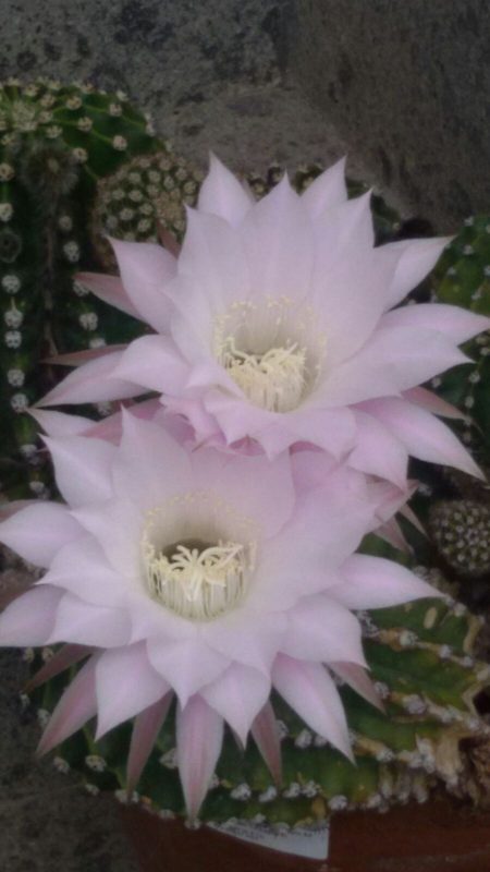 Zwei große, rosa Kaktusblüten mit spitzen Blütenblättern und feinen Staubgefäßen auf grünem Kaktus vor Steinboden.
