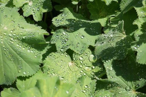 Grüne Blätter mit gezacktem Rand und funkelnden Wassertropfen bei Sonnenlicht – Nahaufnahme aus der Natur.